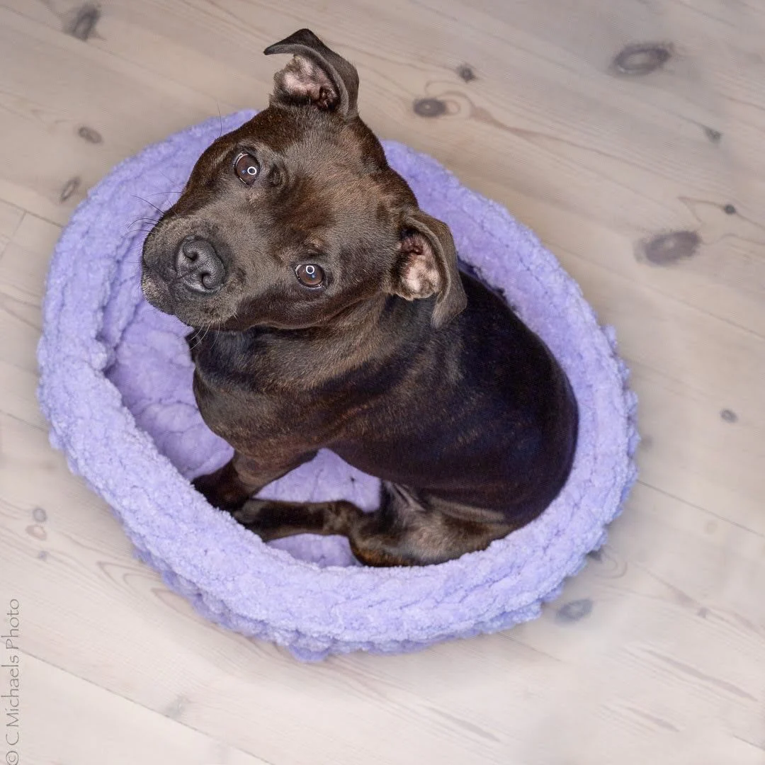 My Place - Dog Basket - Image 6