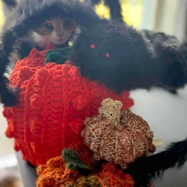 Bobble Pumpkins - Decoration - Image 7