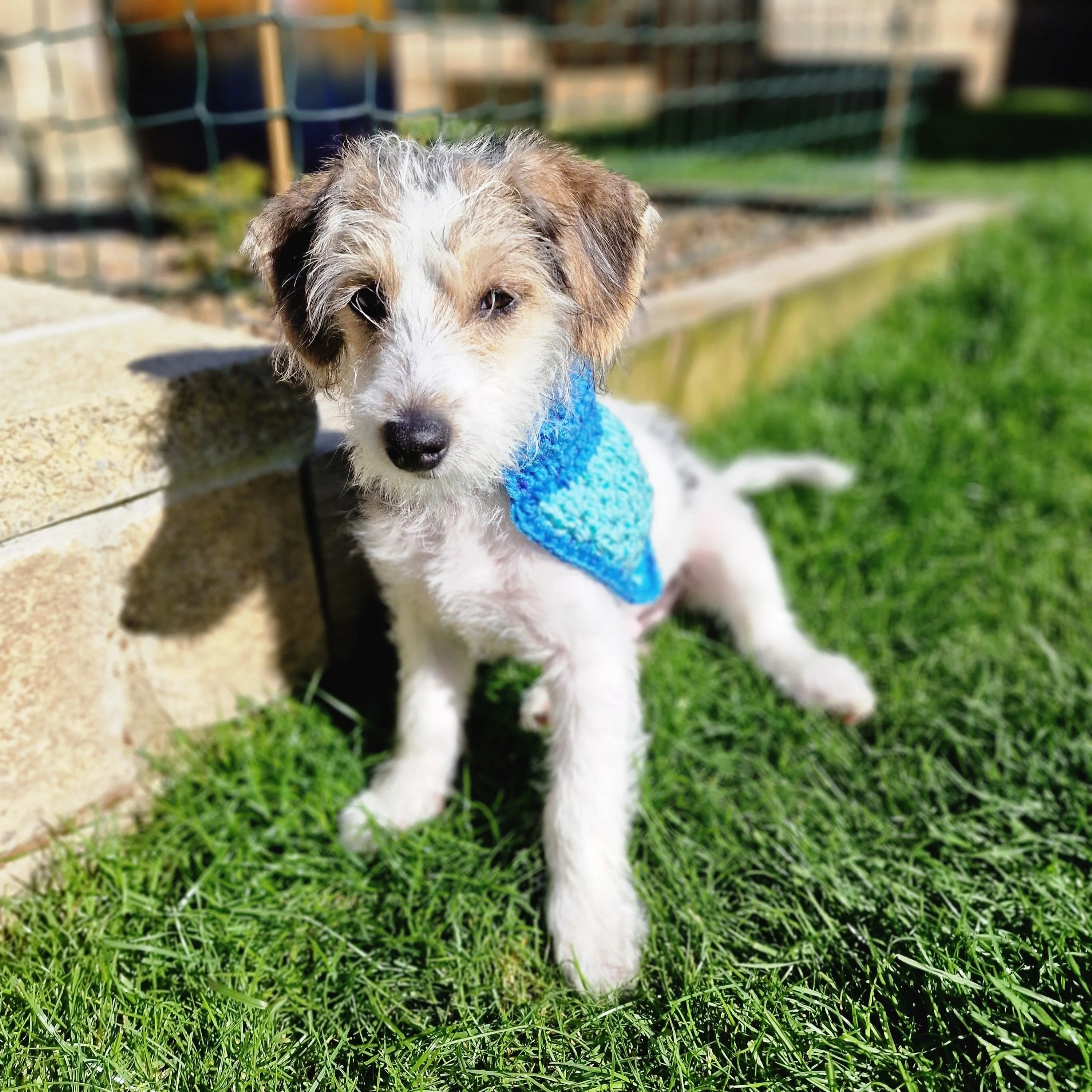 Alfie - Bandana & Matching Poop Bag Holder - Image 3