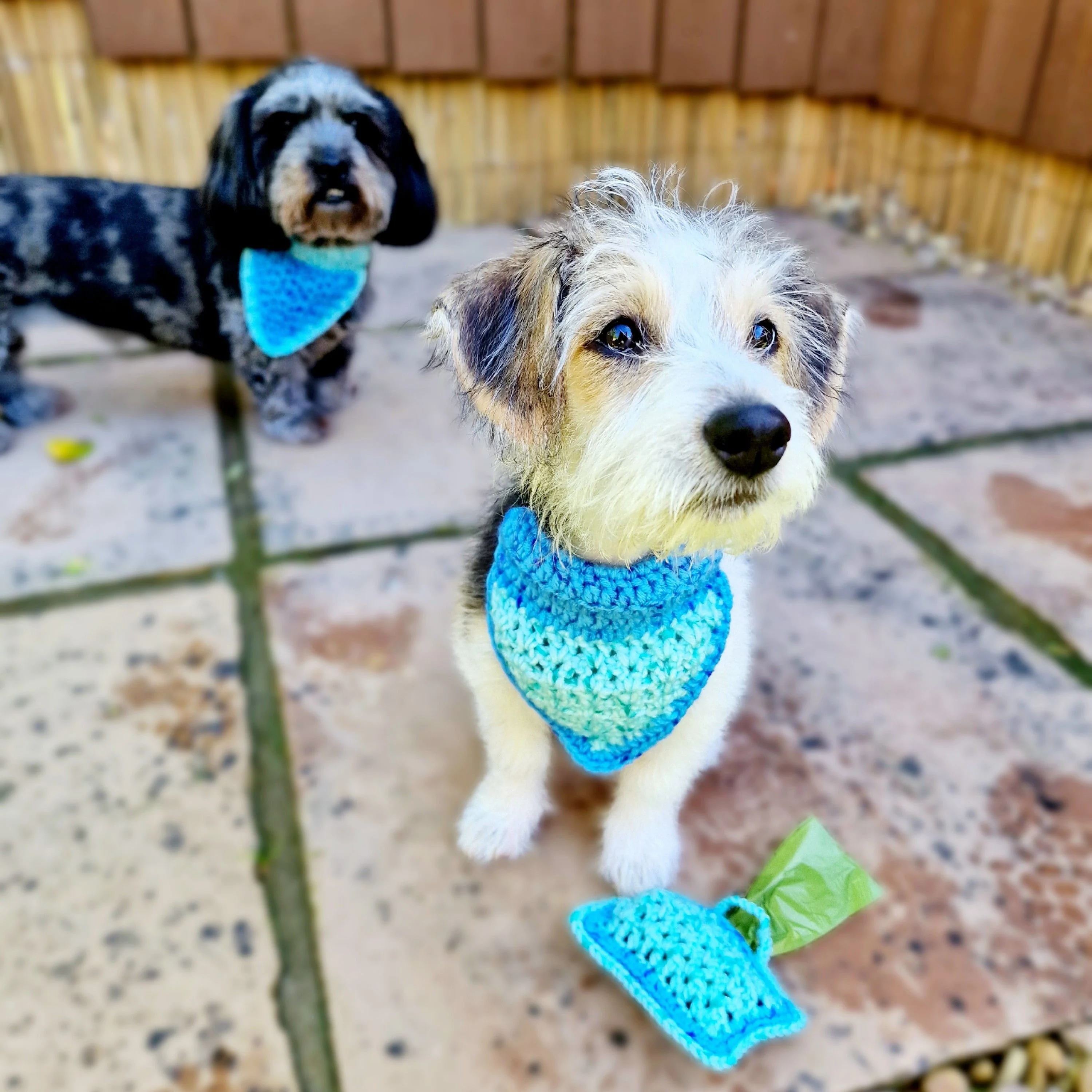Alfie - Bandana & Matching Poop Bag Holder - Image 4
